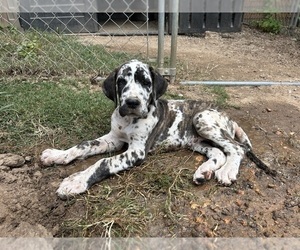 Great Dane Puppy for sale in CLANTON, AL, USA