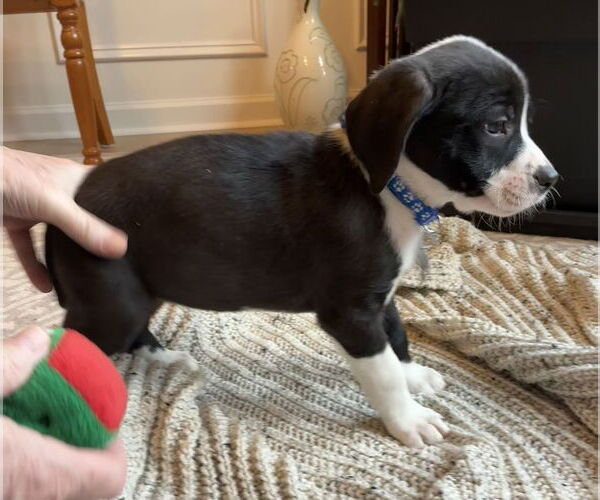 Medium Photo #3 Labrador Retriever-Unknown Mix Puppy For Sale in Holly Springs, NC, USA