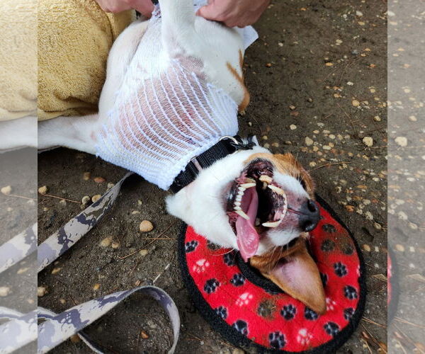 Medium Photo #32 Mutt Puppy For Sale in Philadelphia, PA, USA