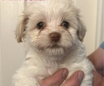 Litter of 4 - Male(s) and Female(s) HavaneseLitter of Puppies for Sale - Small photo