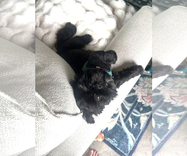 Medium Photo #3 Shih Tzu Puppy For Sale in St. Louis Park, MN, USA