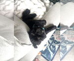 Small #2 Shih Tzu