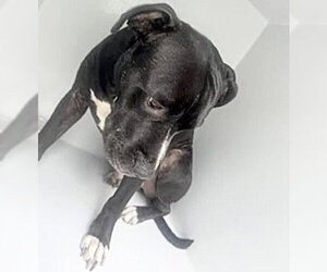 Mutt Dogs for adoption in Houston, TX, USA