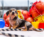 Small Photo #27 Dachshund Puppy For Sale in WAKARUSA, IN, USA