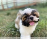 Small Photo #5 Shih Tzu Puppy For Sale in VENETA, OR, USA