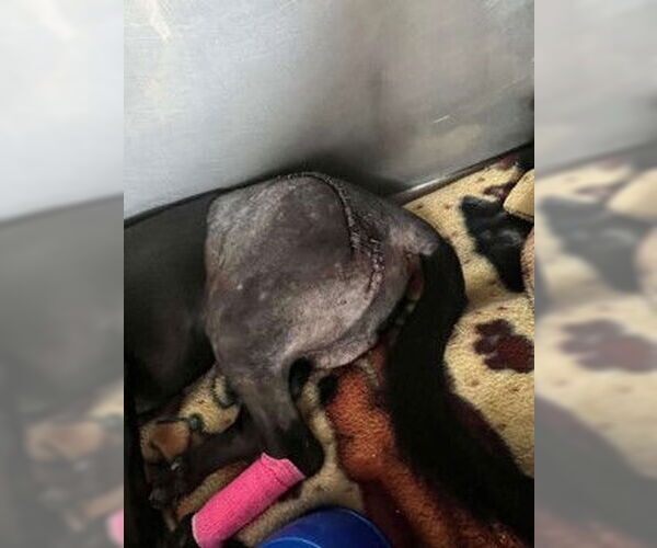 Medium Photo #7 Chihuahua Puppy For Sale in Visalia, CA, USA