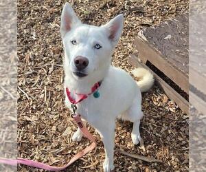 Siberian Husky Dogs for adoption in Waterford, VA, USA