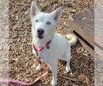 Small Siberian Husky