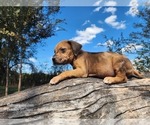 Small #3 Catahoula Leopard Dog