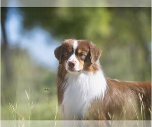 Father of the Miniature American Shepherd puppies born on 11/03/2024