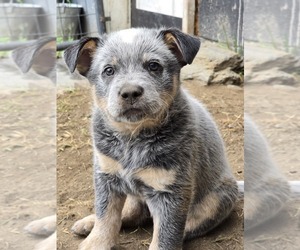 Australian Cattle Dog Puppy for sale in WATERBURY, VT, USA