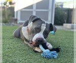 Small #4 American Pit Bull Terrier