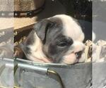 Small Photo #7 English Bulldog Puppy For Sale in LAS VEGAS, NV, USA
