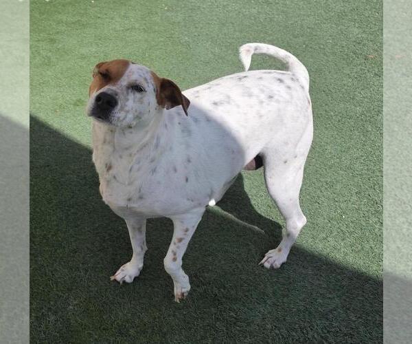Medium Photo #4 Mutt Puppy For Sale in Rockwall, TX, USA