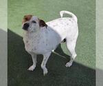 Small #3 Mutt