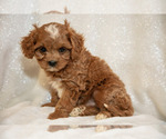 Small #1 Cavapoo