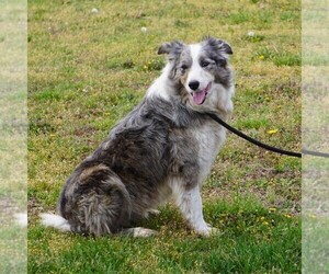 Father of the Border Collie puppies born on 04/09/2025