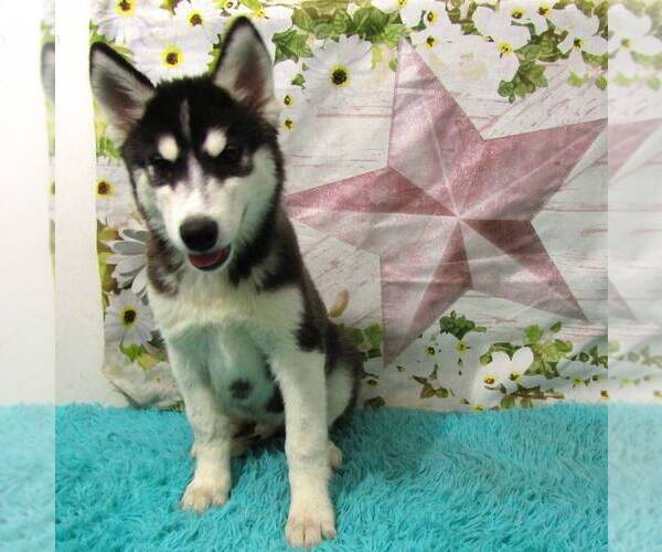 Medium Photo #5 Siberian Husky Puppy For Sale in NEW HAVEN, IN, USA