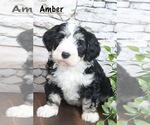 Puppy Amber Bernedoodle (Miniature)