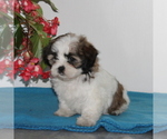 Small Photo #2 Zuchon Puppy For Sale in QUARRYVILLE, PA, USA
