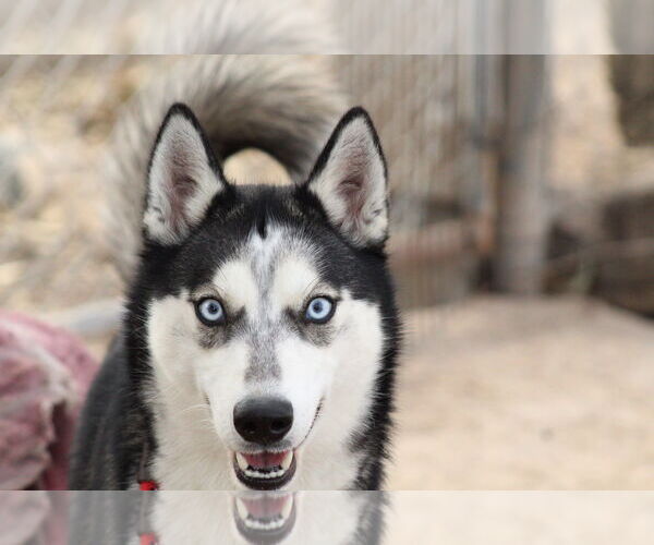 Medium Photo #1 Siberian Husky Puppy For Sale in El Centro, CA, USA