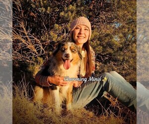 Mother of the Miniature Australian Shepherd puppies born on 05/11/2025