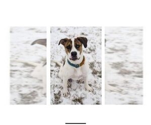 American Pit Bull Terrier-Labrador Retriever Mix Dogs for adoption in Calgary, Alberta, Canada