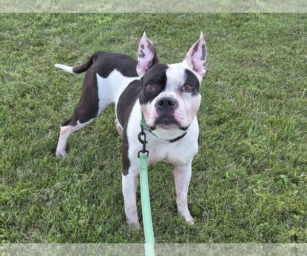 Medium Photo #2 American Pit Bull Terrier-Unknown Mix Puppy For Sale in Millersville, MD, USA