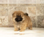 Small #7 Chow Chow