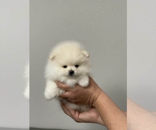 Medium Photo #1 Pomeranian Puppy For Sale in HIALEAH, FL, USA