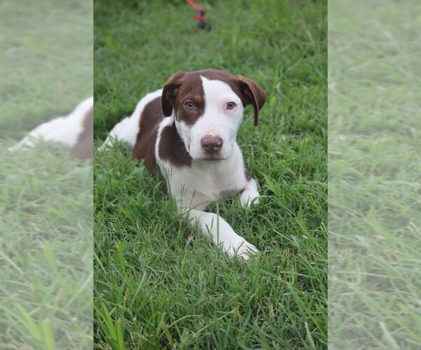 Medium Photo #3 Labrador Retriever-Unknown Mix Puppy For Sale in garner, NC, USA