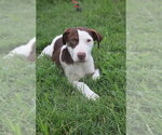 Small #2 Labrador Retriever Mix