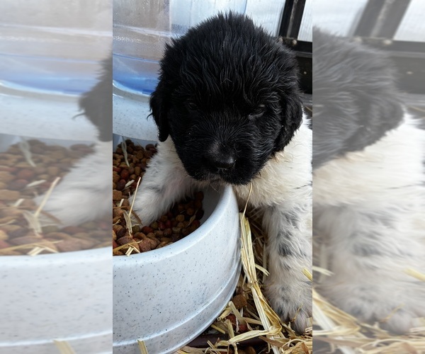 Medium Photo #3 Newfoundland Puppy For Sale in SAXTONS RIVER, VT, USA