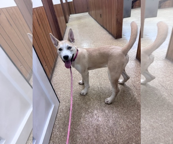 Medium Photo #2 Siberian Husky-Unknown Mix Puppy For Sale in Fenton, MO, USA