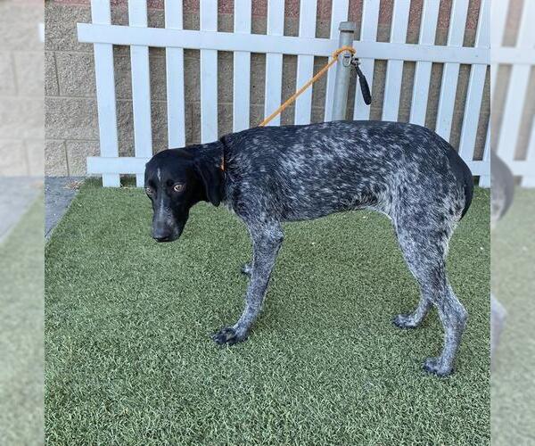 Medium Photo #1 German Shorthaired Pointer Puppy For Sale in Modesto, CA, USA