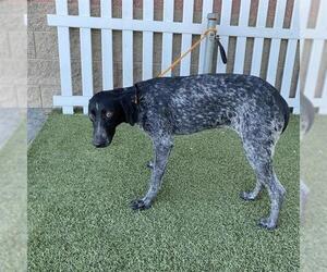 German Shorthaired Pointer Dogs for adoption in Modesto, CA, USA