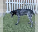 Small German Shorthaired Pointer