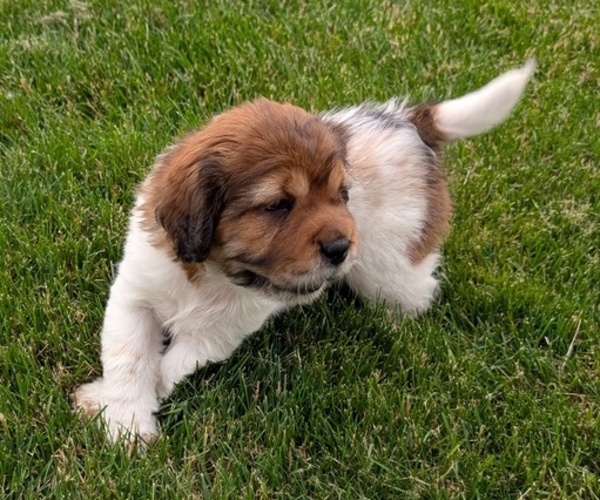 Medium Photo #4 Cocker-Pei Puppy For Sale in GOSHEN, IN, USA