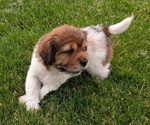 Small Photo #5 Cocker-Pei Puppy For Sale in GOSHEN, IN, USA