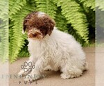 Small #3 Poodle (Miniature)