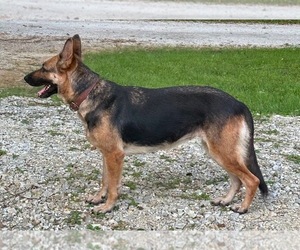 Mother of the German Shepherd Dog puppies born on 10/14/2025