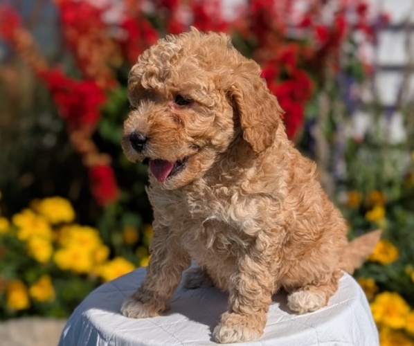 Medium Photo #4 Goldendoodle (Miniature) Puppy For Sale in GOSHEN, IN, USA