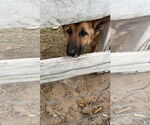 Small #2 German Shepherd Dog