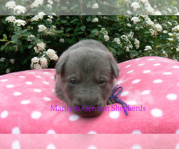 Medium Photo #3 German Shepherd Dog Puppy For Sale in PIEDMONT, MO, USA