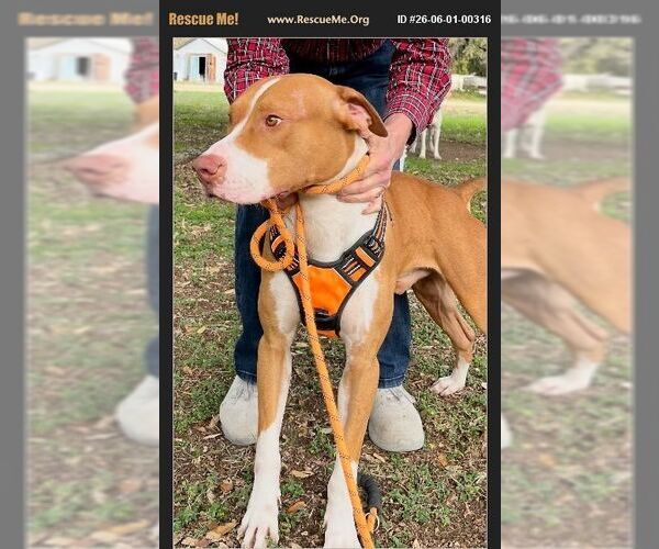 Medium Photo #3 American Staffordshire Terrier Puppy For Sale in Benton, PA, USA
