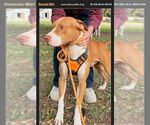 Small #2 American Staffordshire Terrier