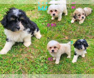 Havashu Puppy for sale in NOVI, MI, USA