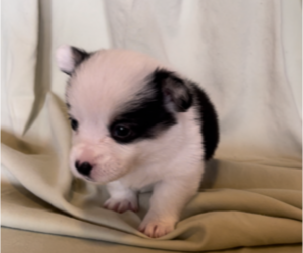 Medium Photo #1 Pembroke Welsh Corgi Puppy For Sale in FRESNO, CA, USA