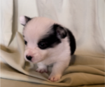 Small Photo #1 Pembroke Welsh Corgi Puppy For Sale in FRESNO, CA, USA