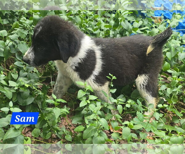 Medium Photo #3 Great Pyrenees-Unknown Mix Puppy For Sale in Alexander, AR, USA